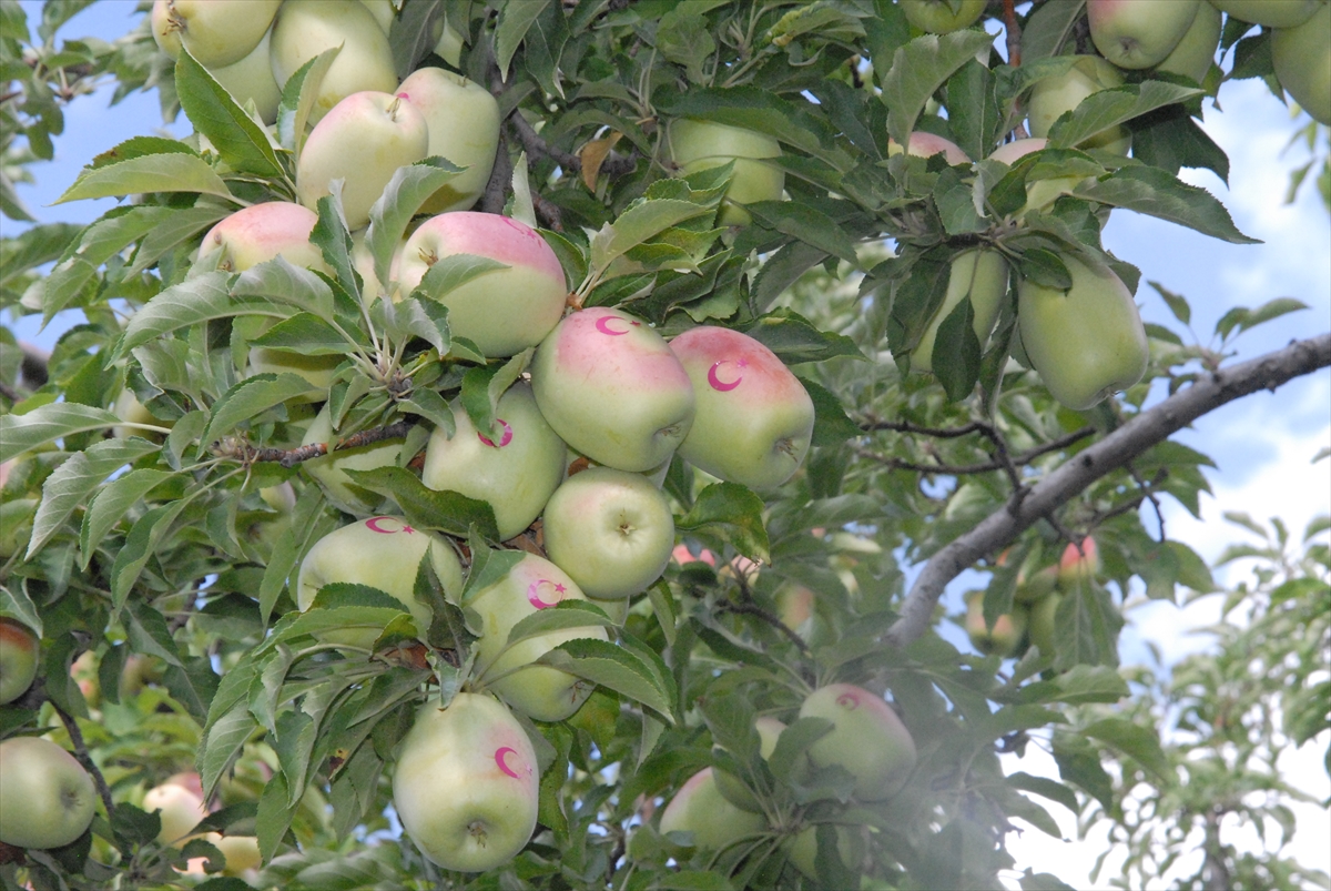 ay-yildizli-uzun-elmalar-ilgi-goruyor-(2).jpg
