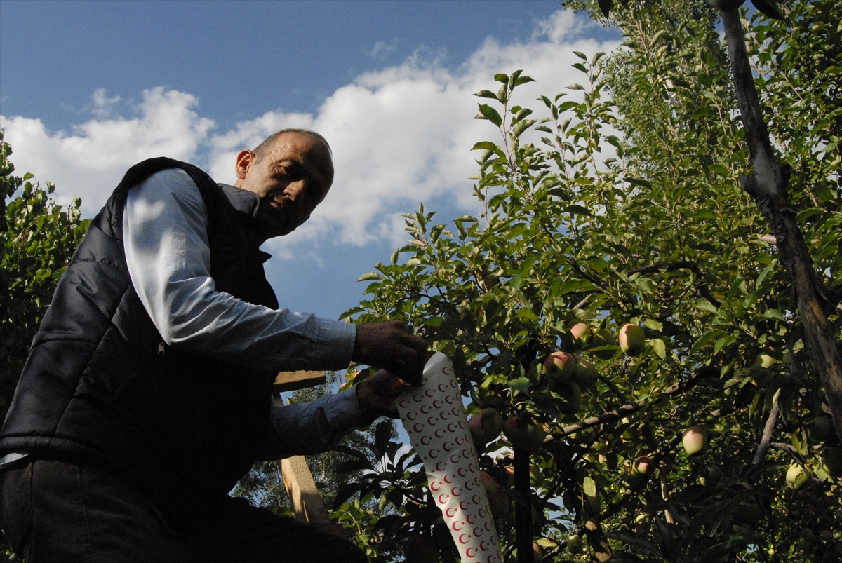 ay-yildizli-uzun-elmalar-ilgi-goruyor-(3).jpg