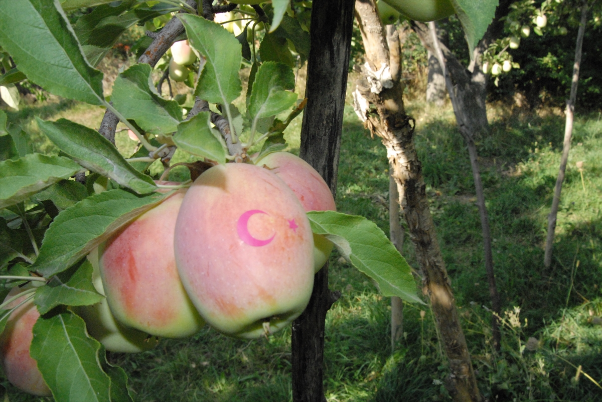ay-yildizli-uzun-elmalar-ilgi-goruyor-(4).jpg