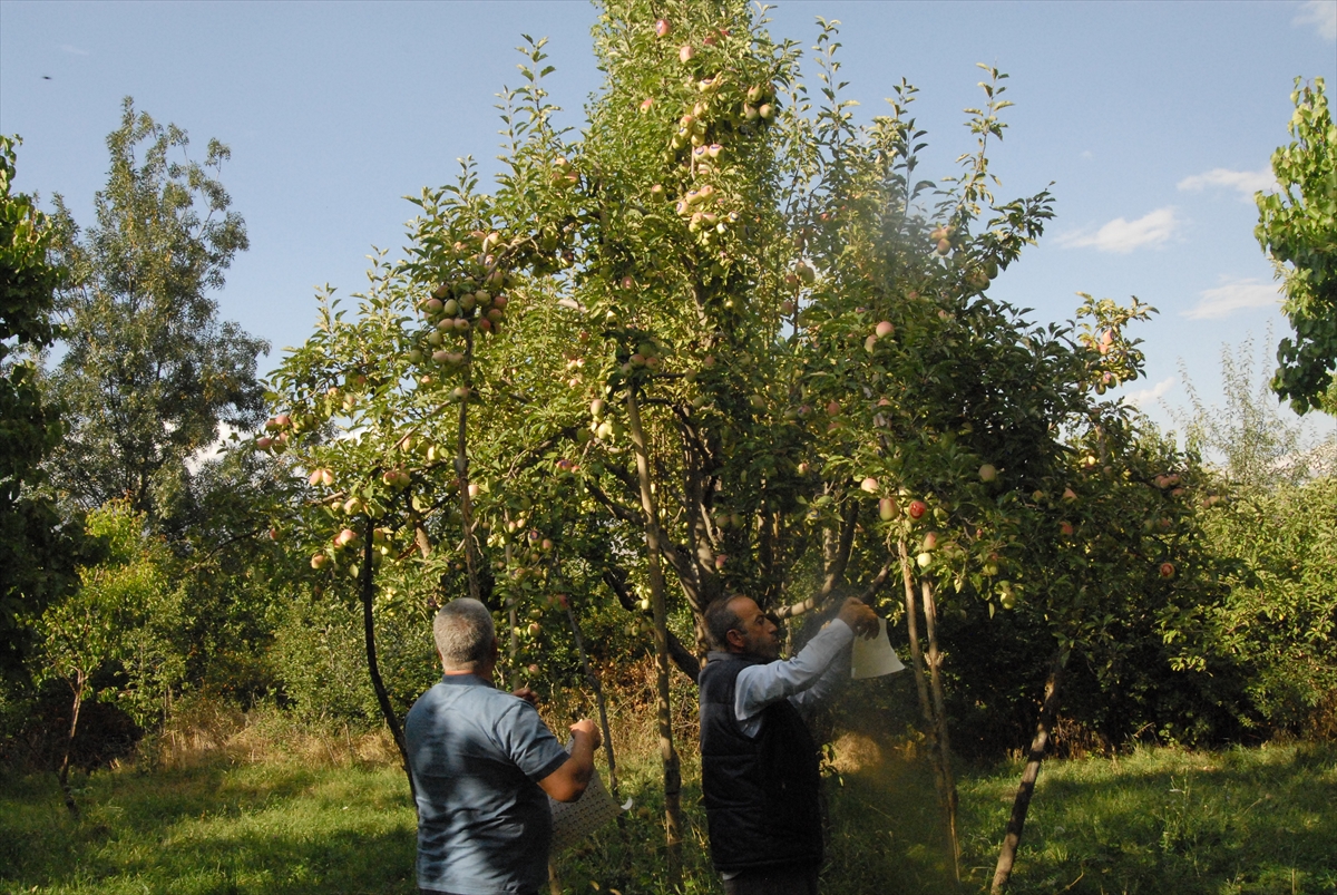 ay-yildizli-uzun-elmalar-ilgi-goruyor-(5)-001.jpg