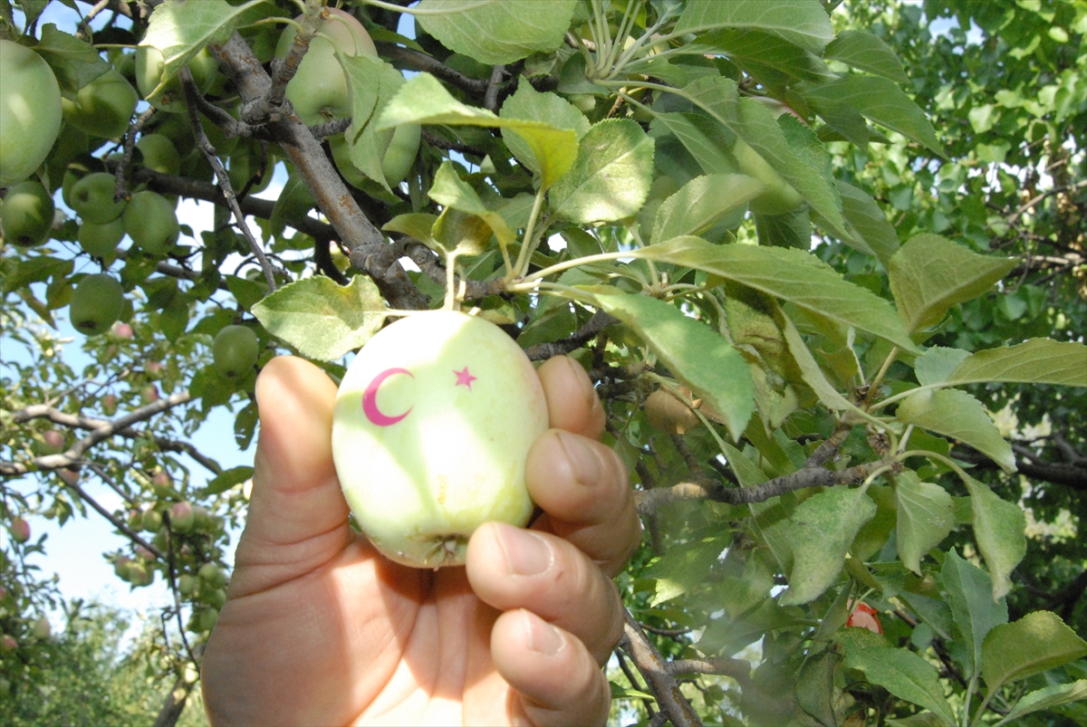 ay-yildizli-uzun-elmalar-ilgi-goruyor-(6).jpg