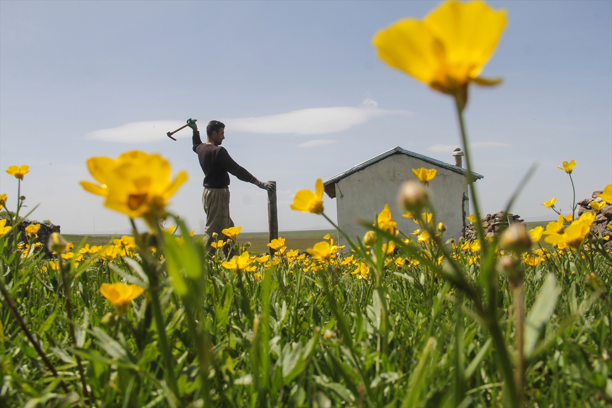 besiciler-ciceklerle-suslenen-yaylalarina-kavusuyor-(4).jpg