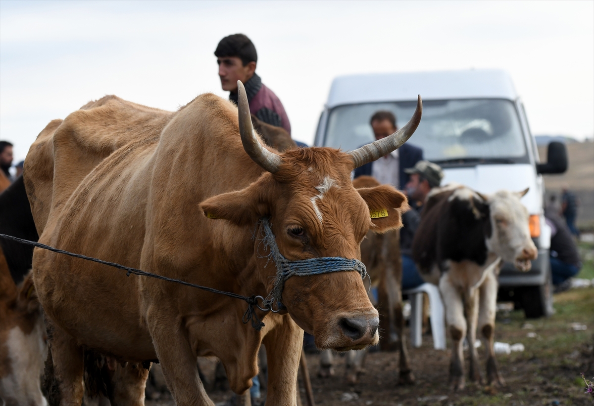 besicilerin-hayvan-pazarindaki-umutlu-bekleyisi-(5).jpg
