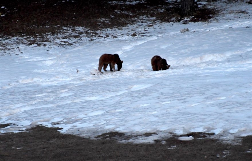 bozayilar-yiyecek-arayisinda-(2).jpg