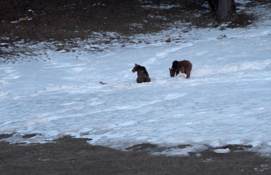 bozayilar-yiyecek-arayisinda-(3).jpg