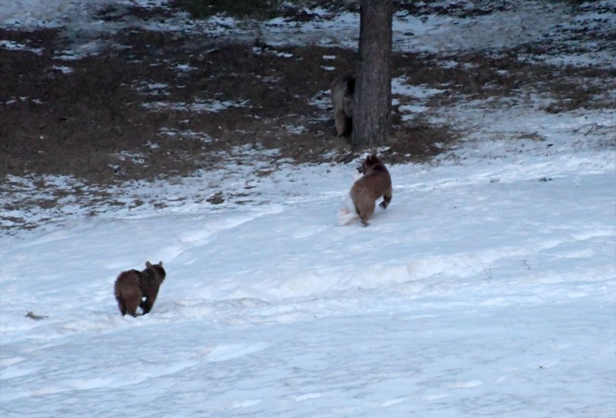 bozayilar-yiyecek-arayisinda-(4).jpg