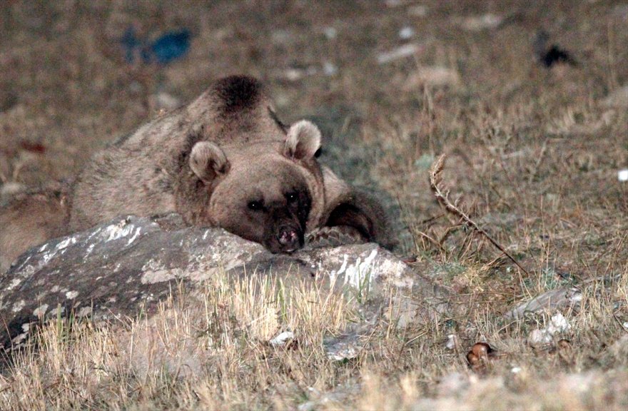 gocmen-bozayilar-kis-uykusuna-yatti-(3).jpg