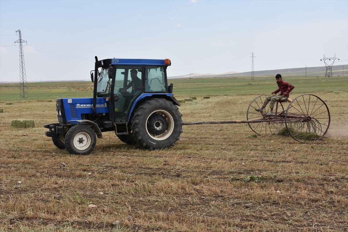 hasat-yapilan-tarlalarda-yogun-mesai-(4).jpg