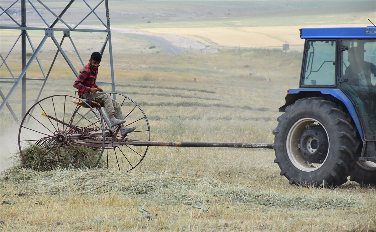 hasat-yapilan-tarlalarda-yogun-mesai-(6).jpg