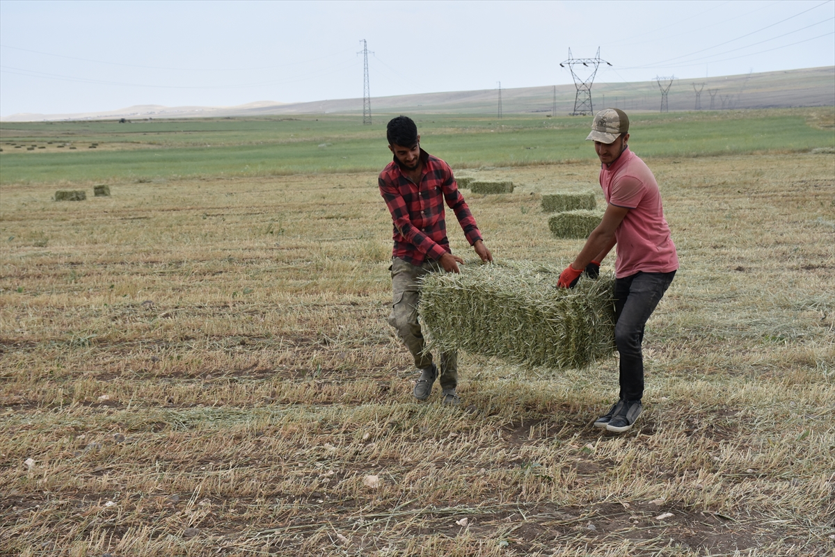 hasat-yapilan-tarlalarda-yogun-mesai-(7).jpg