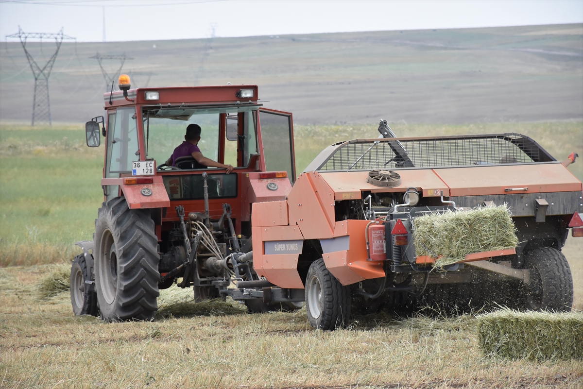 hasat-yapilan-tarlalarda-yogun-mesai-(8).jpg