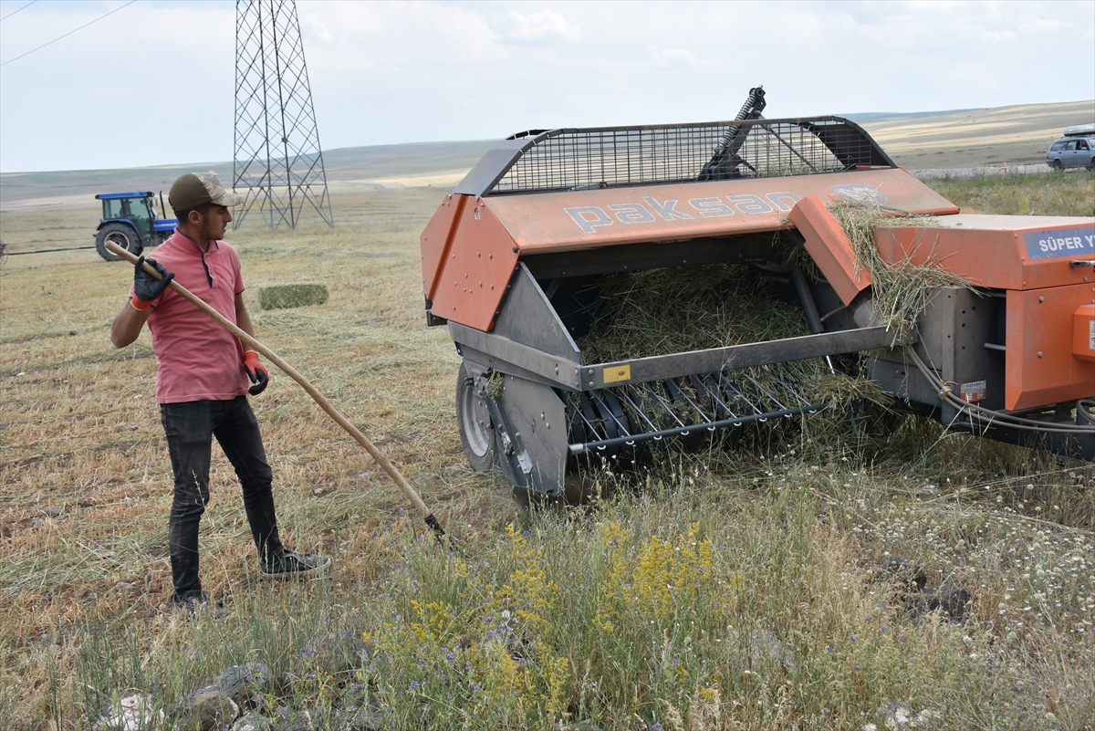 hasat-yapilan-tarlalarda-yogun-mesai-(9).jpg