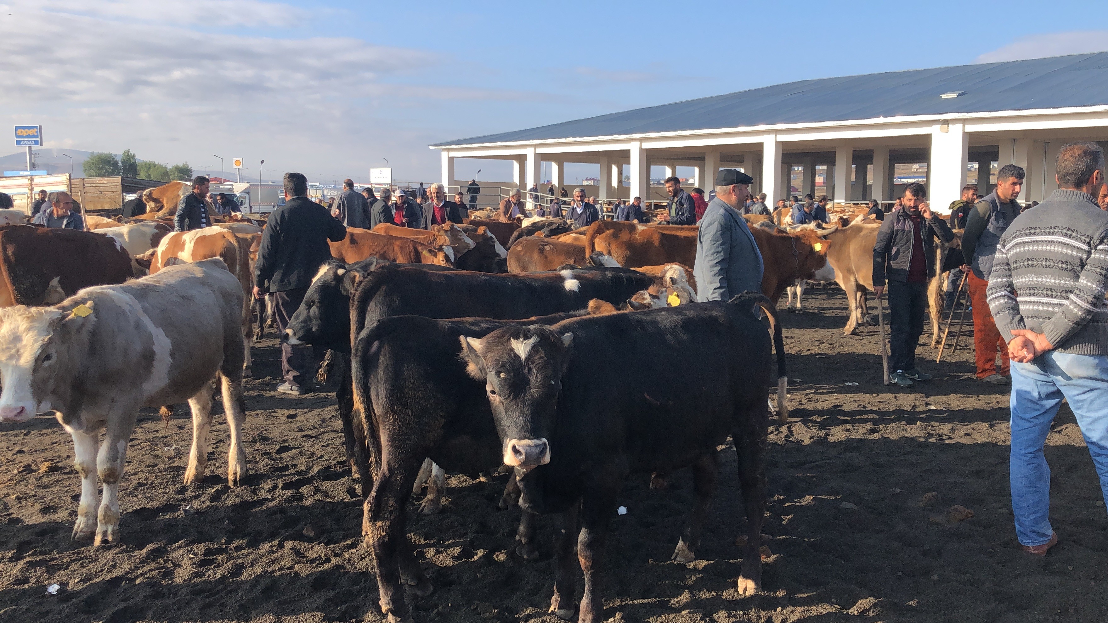 hayvan-pazari-(1).jpg