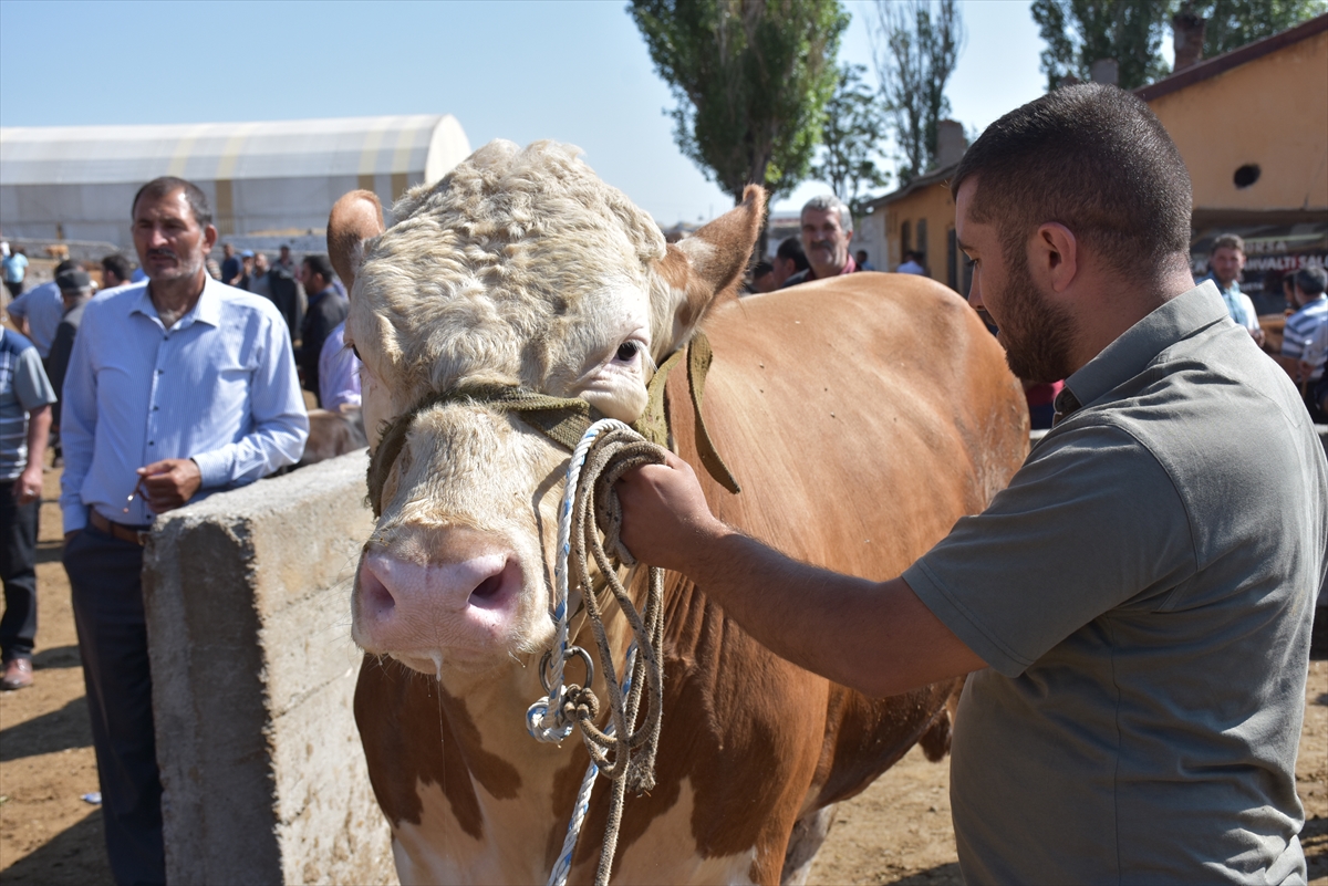 hayvan-pazarinin-krali-talisca-araba-fiyatina-satildi-(3).jpg