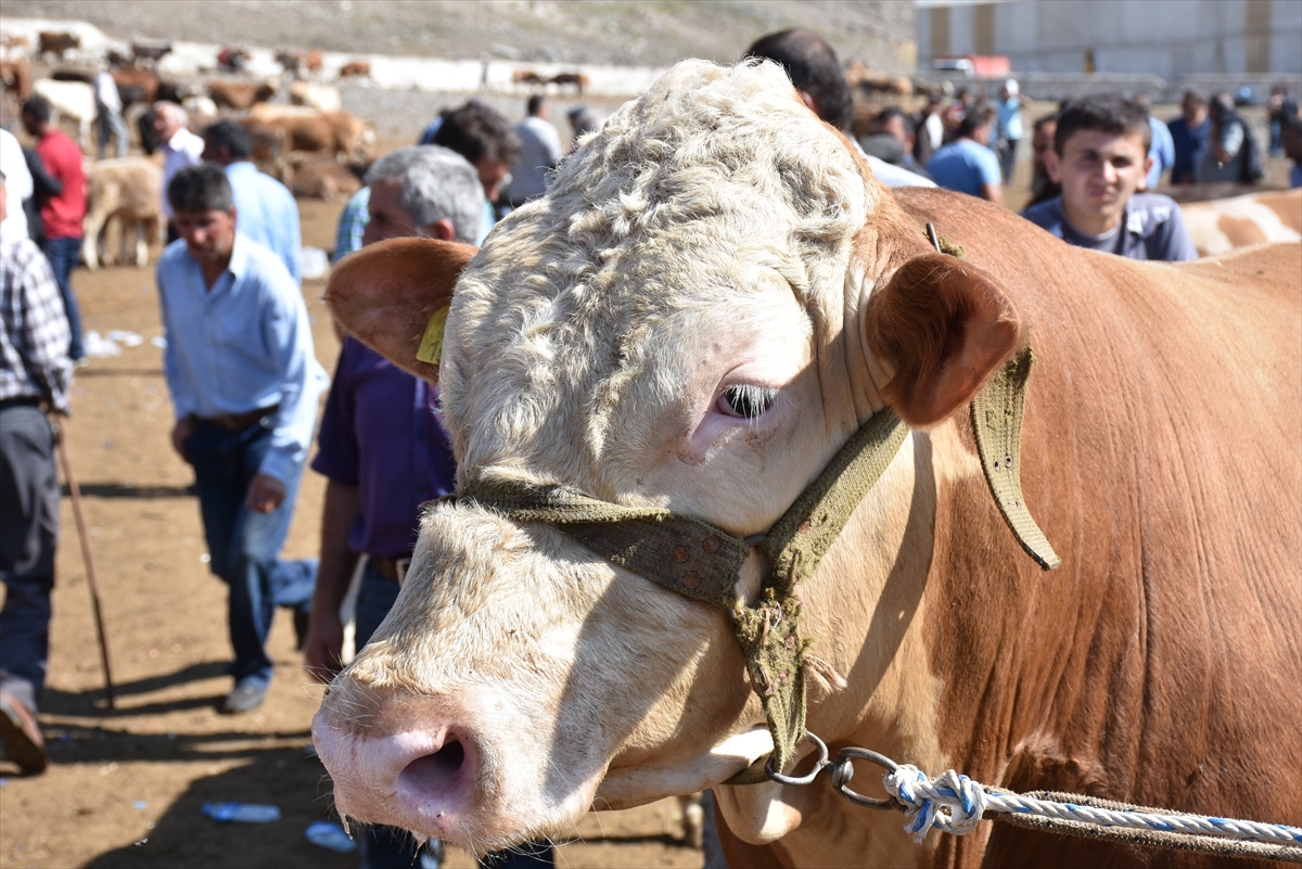hayvan-pazarinin-krali-talisca-araba-fiyatina-satildi-(4).jpg