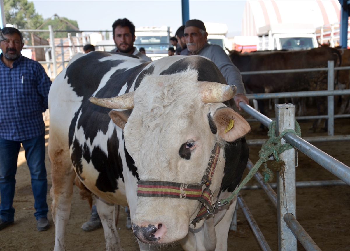 hayvan-pazarlarinda-kurban-bayrami-yogunlugu-(2).jpg
