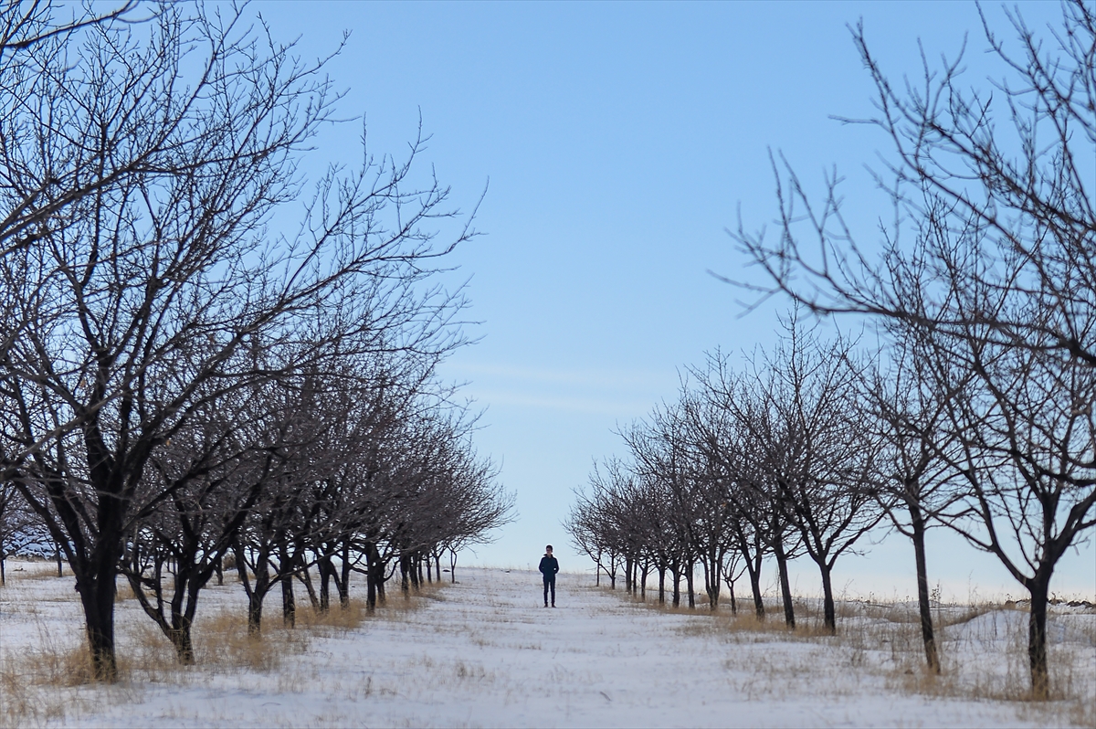 igdirin-kayisi-bahceleri-beyaza-burundu-(3).jpg