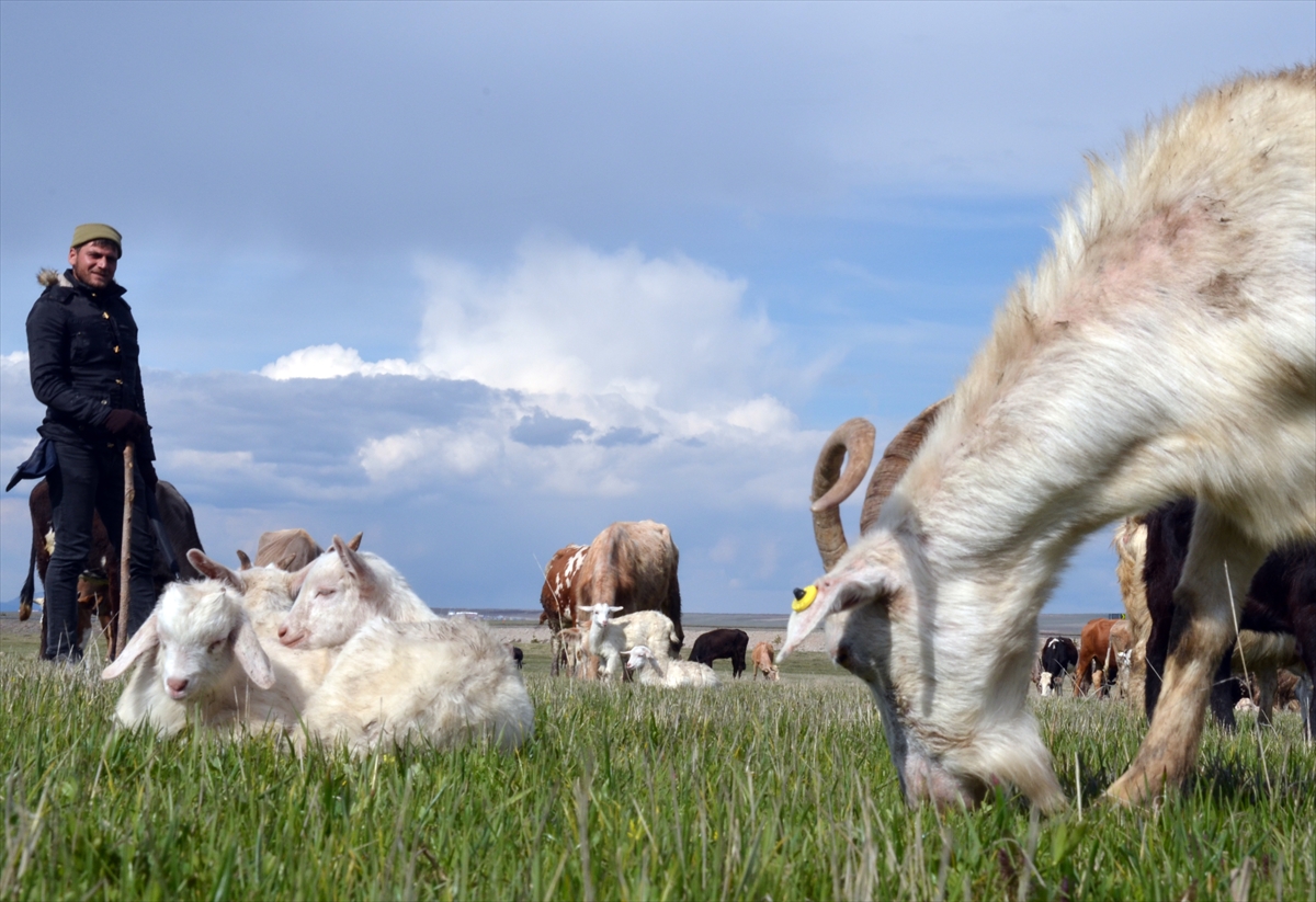 karlar-diyarinin-yeseren-meralarinda-hayvanlar-otlamaya-basladi-(1).jpg
