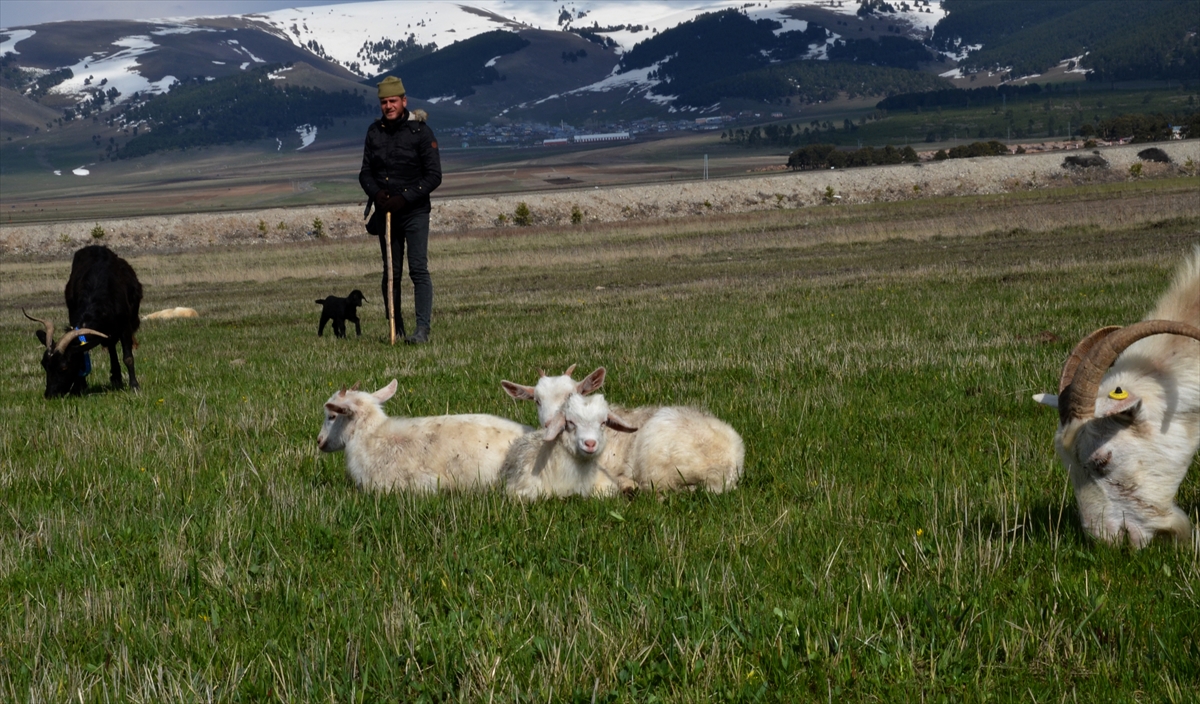 karlar-diyarinin-yeseren-meralarinda-hayvanlar-otlamaya-basladi-(2).jpg