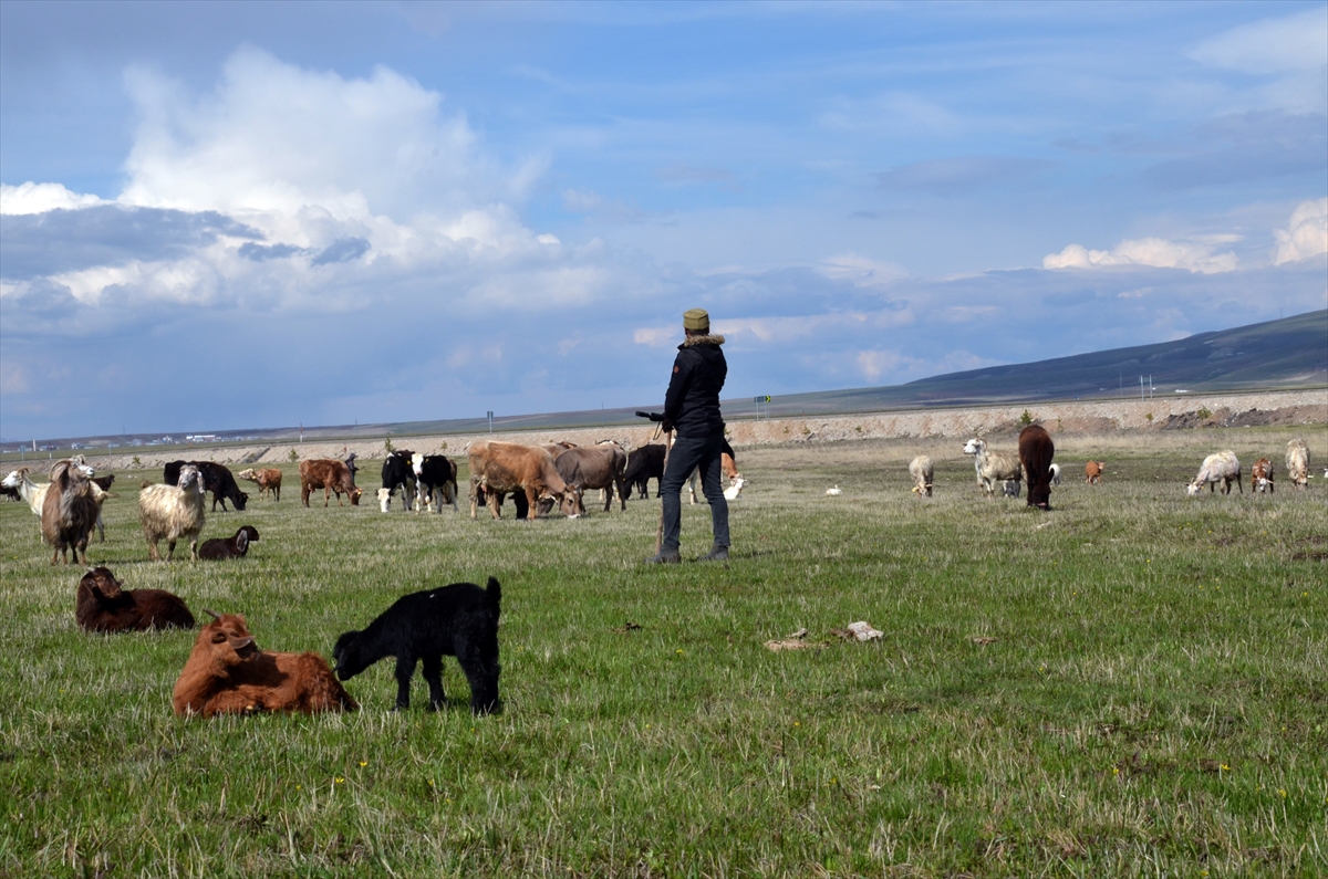 karlar-diyarinin-yeseren-meralarinda-hayvanlar-otlamaya-basladi-(3).jpg