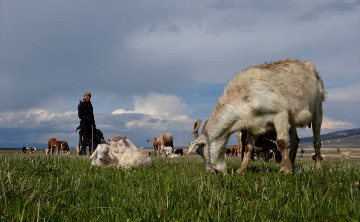 karlar-diyarinin-yeseren-meralarinda-hayvanlar-otlamaya-basladi-(4).jpg