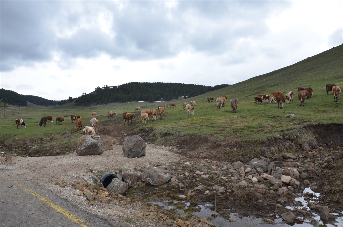 karlar-diyarinin-yeseren-meralarinda-hayvanlar-otlamaya-basladi-(6).jpg