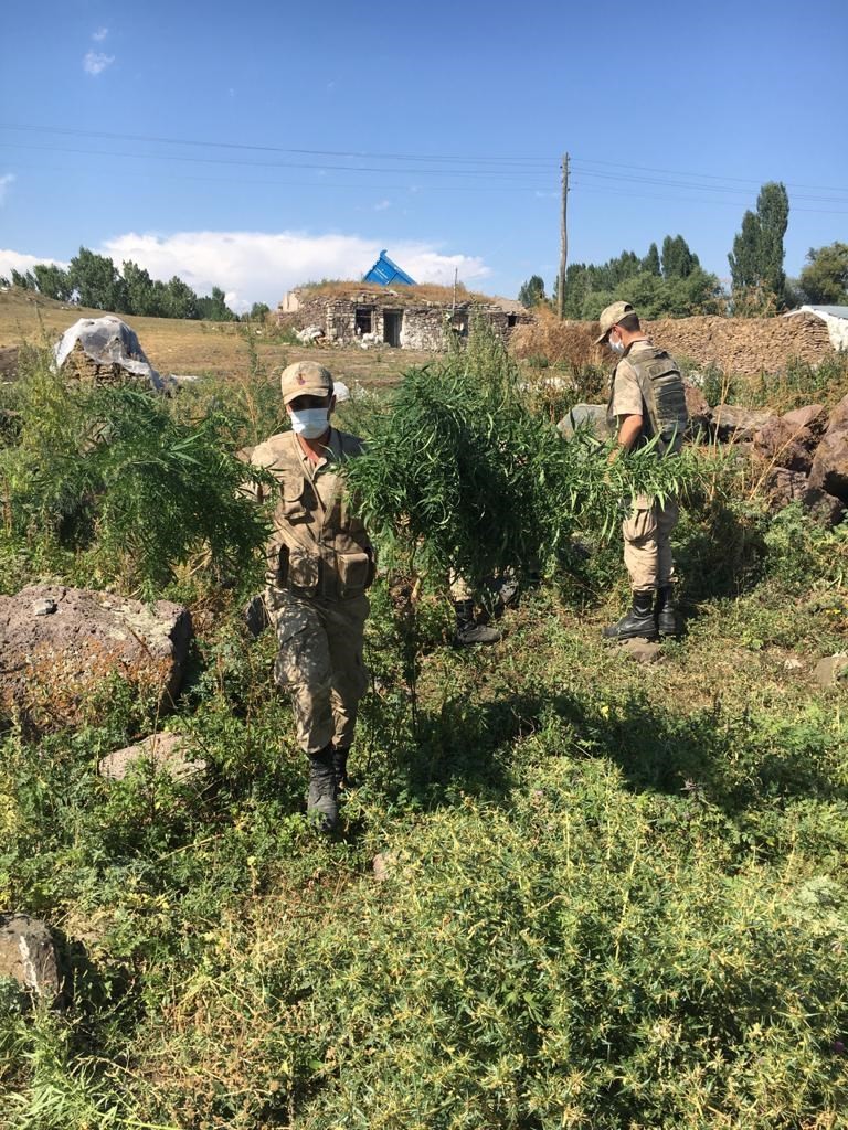 kars’ta-jandarmadan-kenevir-operasyonu-(2).jpg