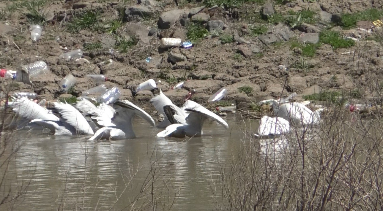 kars’ta-pelikanlarin-avlanmasi-kameralara-yansidi-(1).jpg