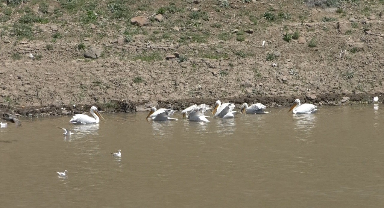 kars’ta-pelikanlarin-avlanmasi-kameralara-yansidi-(4).jpg
