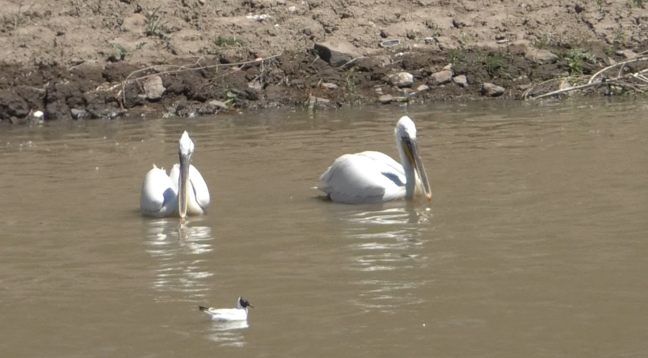 kars’ta-pelikanlarin-avlanmasi-kameralara-yansidi-(5).jpg