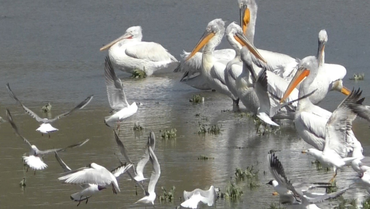 kars’ta-pelikanlarin-avlanmasi-kameralara-yansidi-(6).jpg