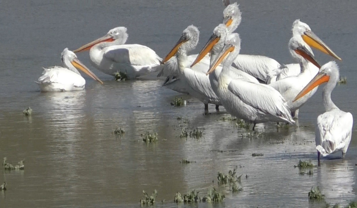 kars’ta-pelikanlarin-avlanmasi-kameralara-yansidi-(7).jpg