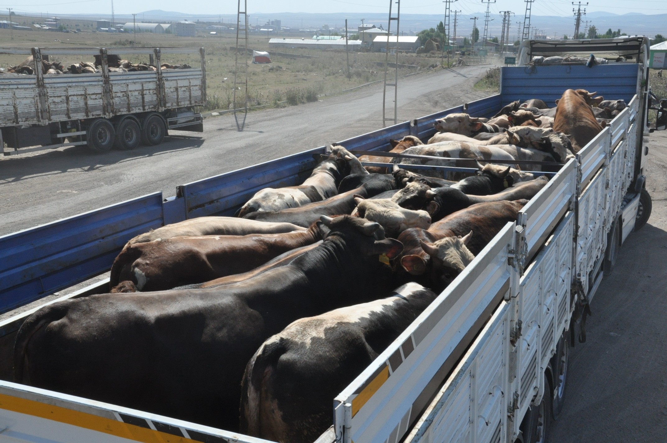 kars’tan-karadeniz’e-kurban-sevki-(2).jpg