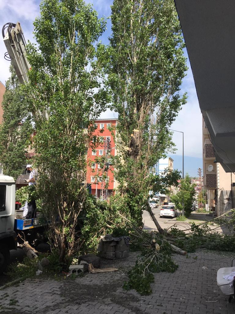 kars-belediyesi-polen-yayan-agaclari-kesiyor-(3).jpg