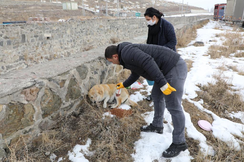 kars-belediyesi-sokak-hayvanlarini-unutmuyor-(1).jpg