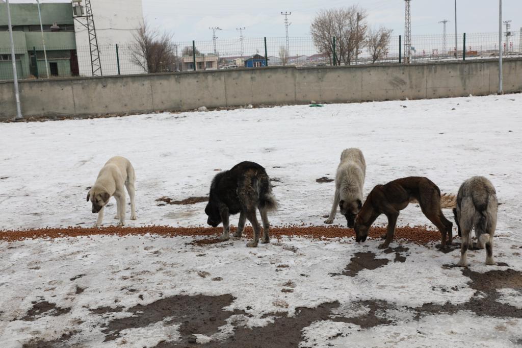 kars-belediyesi-sokak-hayvanlarini-unutmuyor-(4).jpg