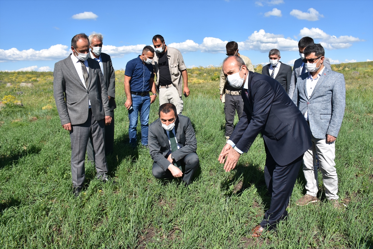 kars-valisi-oksuz,-kavilca-bugdayinin-ekildigi-tarlalari-inceledi-(2).jpg