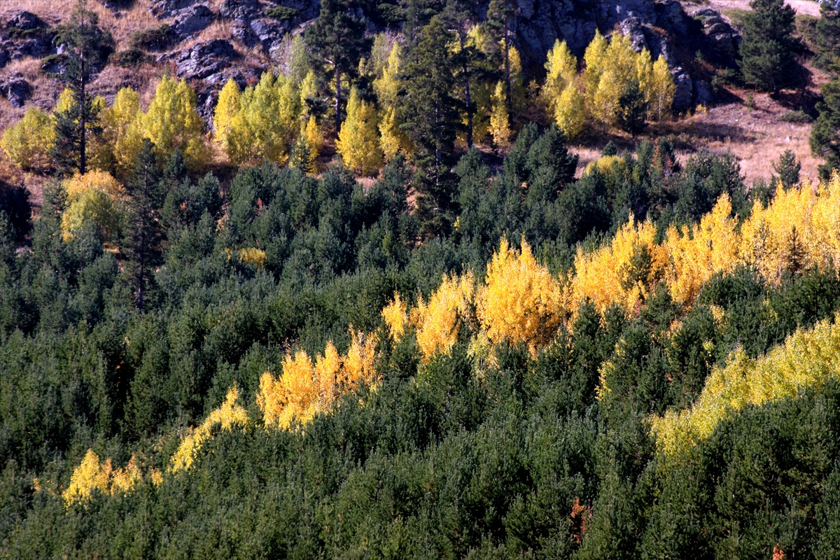 karsin-saricam-ormanlari-sonbaharda-buyuluyor-(5).jpg