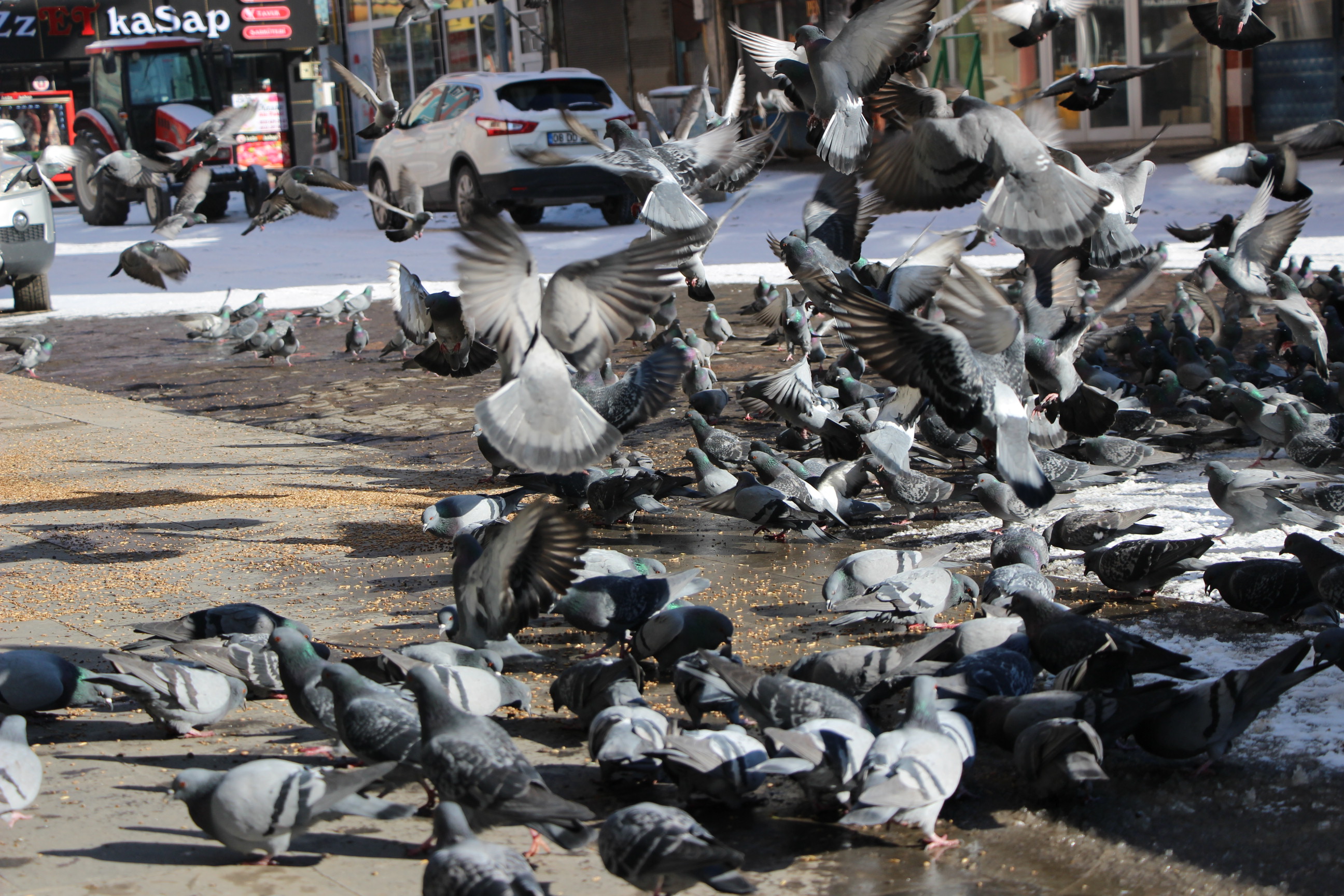 karsta--meydanlar-guvercinlere-kaldi-(3).jpg