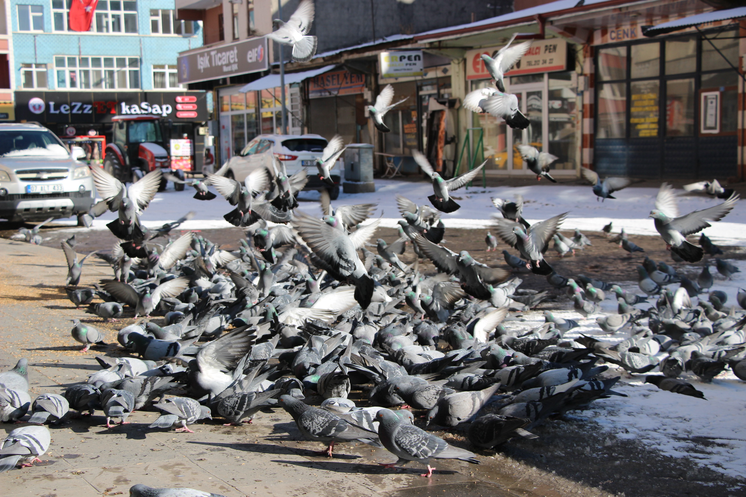karsta--meydanlar-guvercinlere-kaldi-(4).jpg