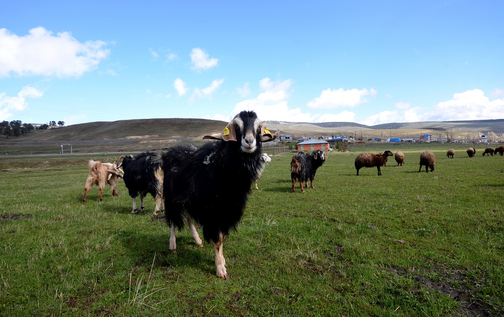 karsta-cobanlar-bayramda-meralarda-hayvan-otlatiyor-(1).jpg