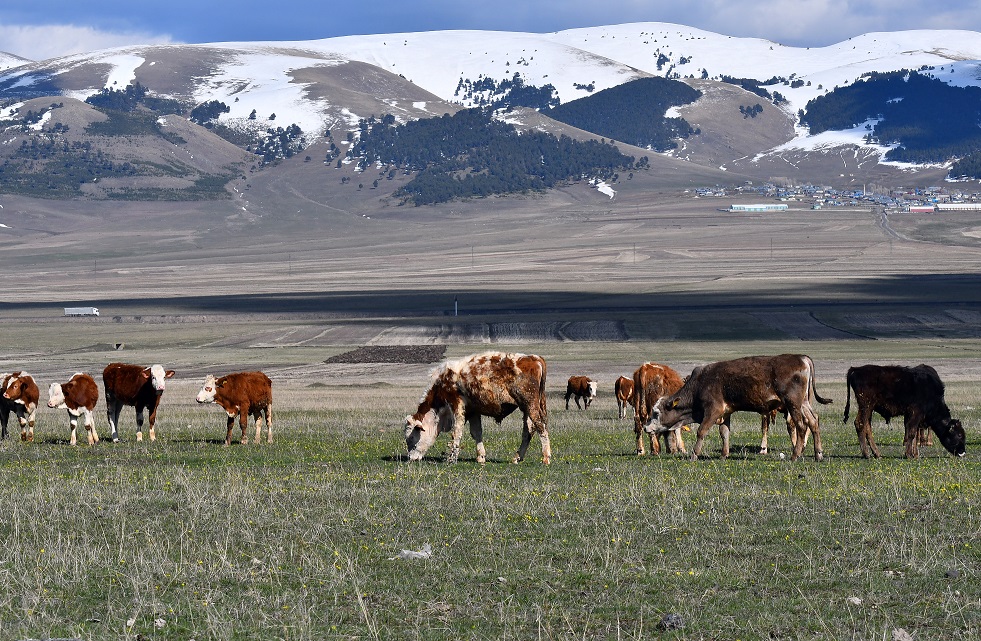 karsta-cobanlar-bayramda-meralarda-hayvan-otlatiyor-(5).jpg