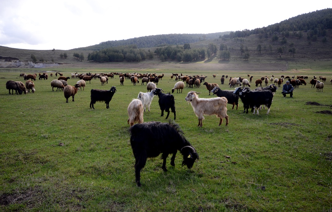 karsta-cobanlar-bayramda-meralarda-hayvan-otlatiyor-(8).jpg