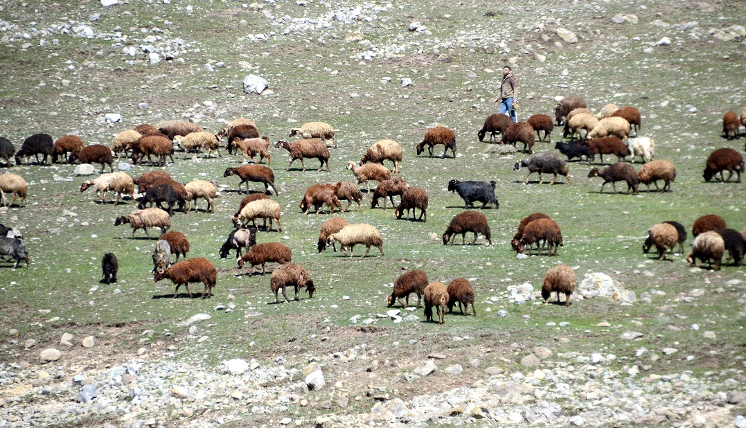 karsta-hayvanlar-meralarda-otlatilmaya-baslandi-(3).jpg