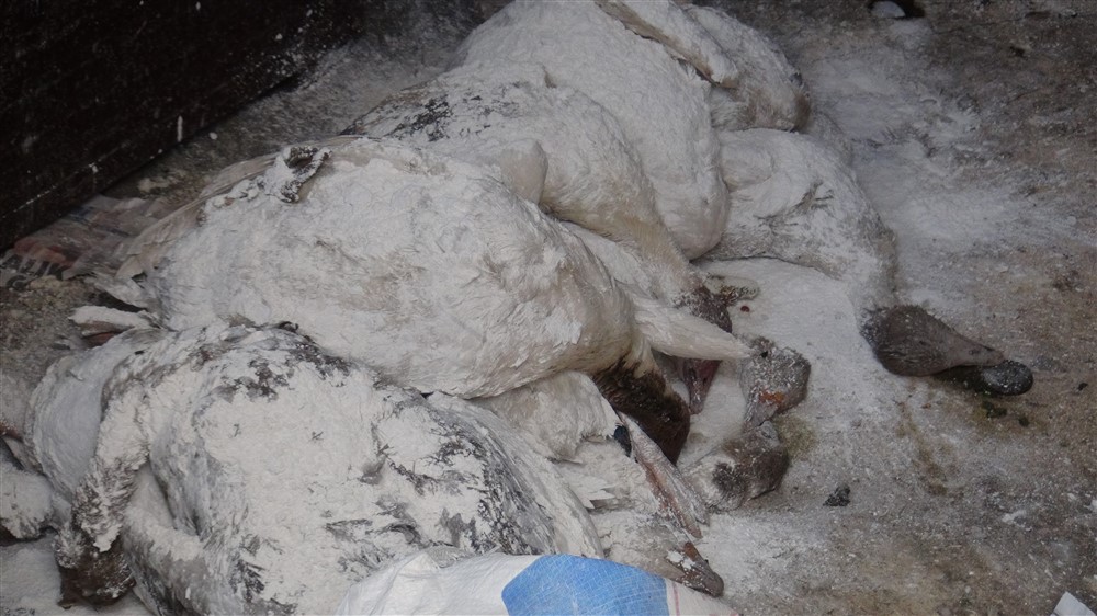 karsta-kaz-olumu-(14).jpg