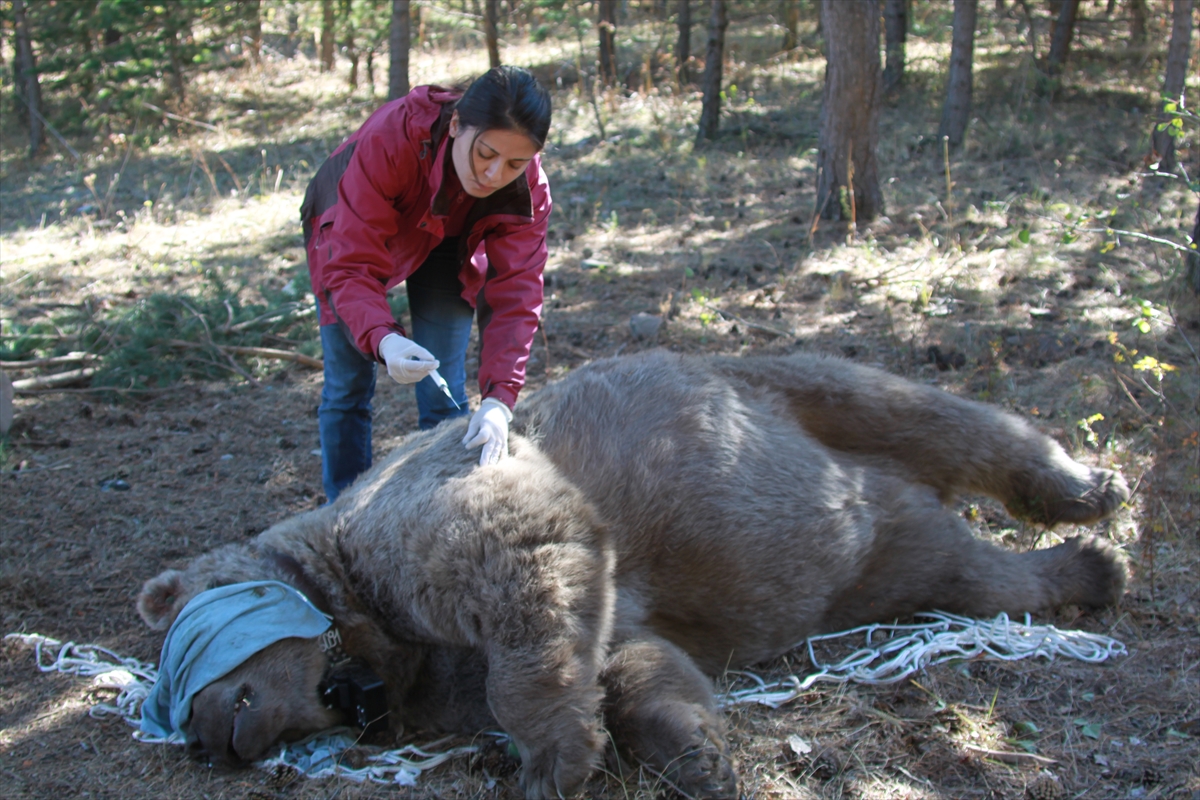 karsta-kovid-19-surecinde-ara-verilen-yaban-hayati-arastirmalari-yeniden-basladi-(4).jpg