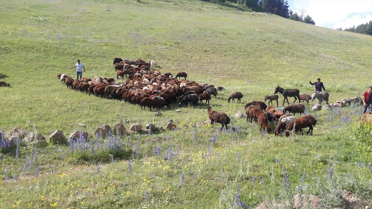 karsta-kurbanlik-tasiyan-tirin-devrilmesi-sonucu-32-koyun-telef-oldu-(4).jpg