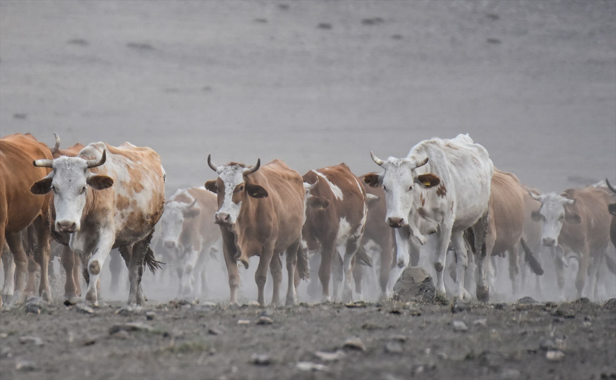 karsta-sut-ineklerinin-tozlu-yolculugu-(2).jpg