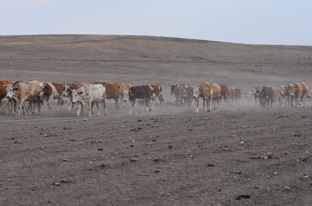 karsta-sut-ineklerinin-tozlu-yolculugu-(4).jpg