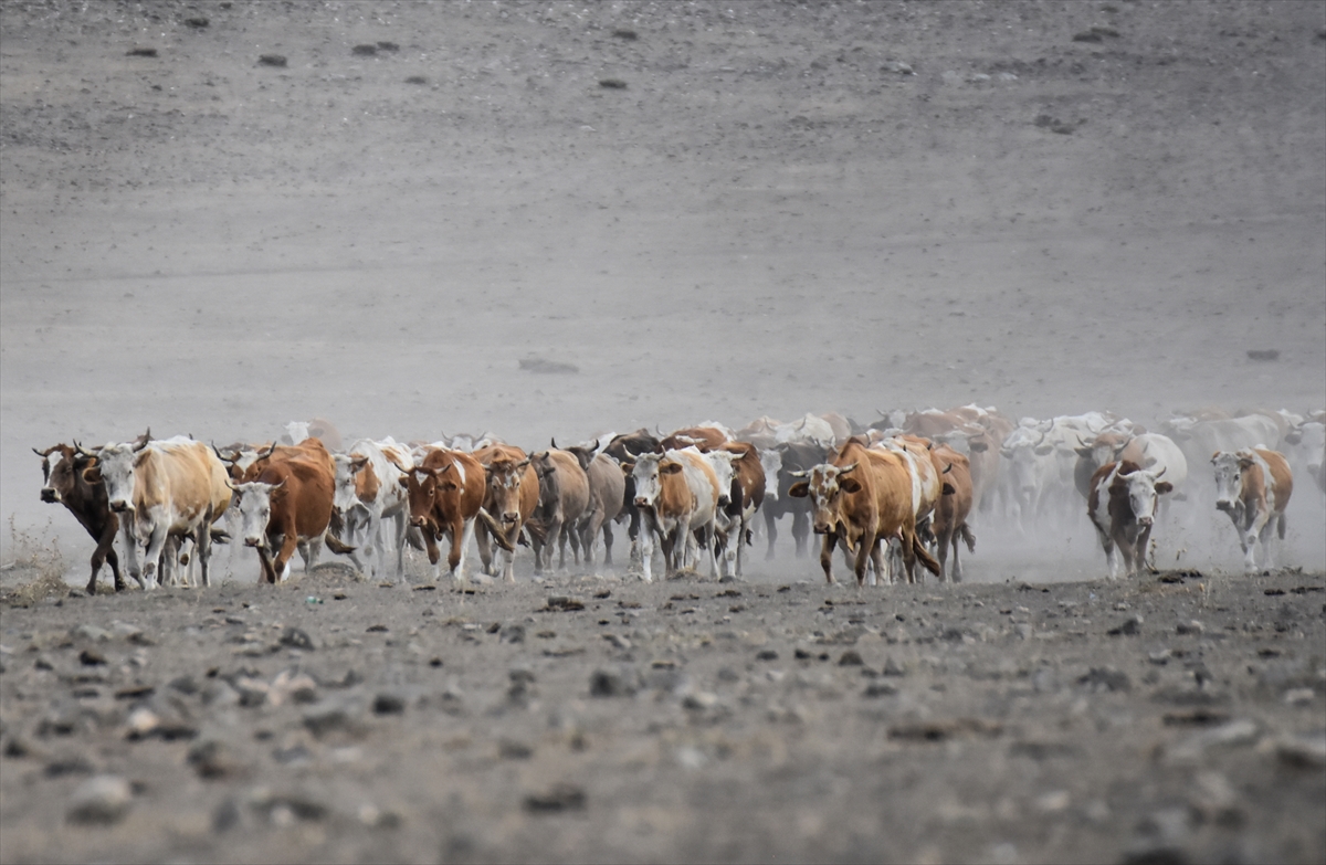karsta-sut-ineklerinin-tozlu-yolculugu-(5).jpg